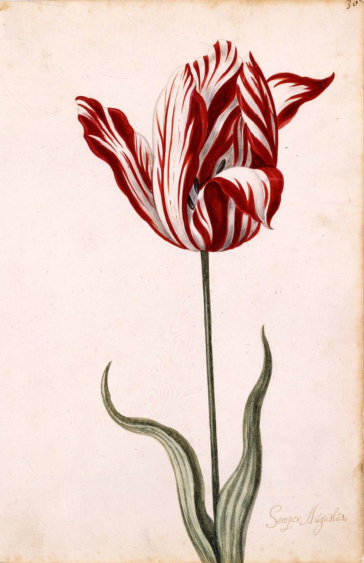 The Semper Augustus tulip, painted during the Dutch Golden Age circa 1637.
